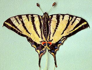 Segelfalter [(BxH) 145 x 105 mm - incl. F�hler)]