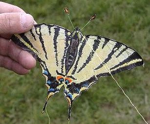 Segelfalter [(BxH) 145 x 105 mm - incl. F�hler)]