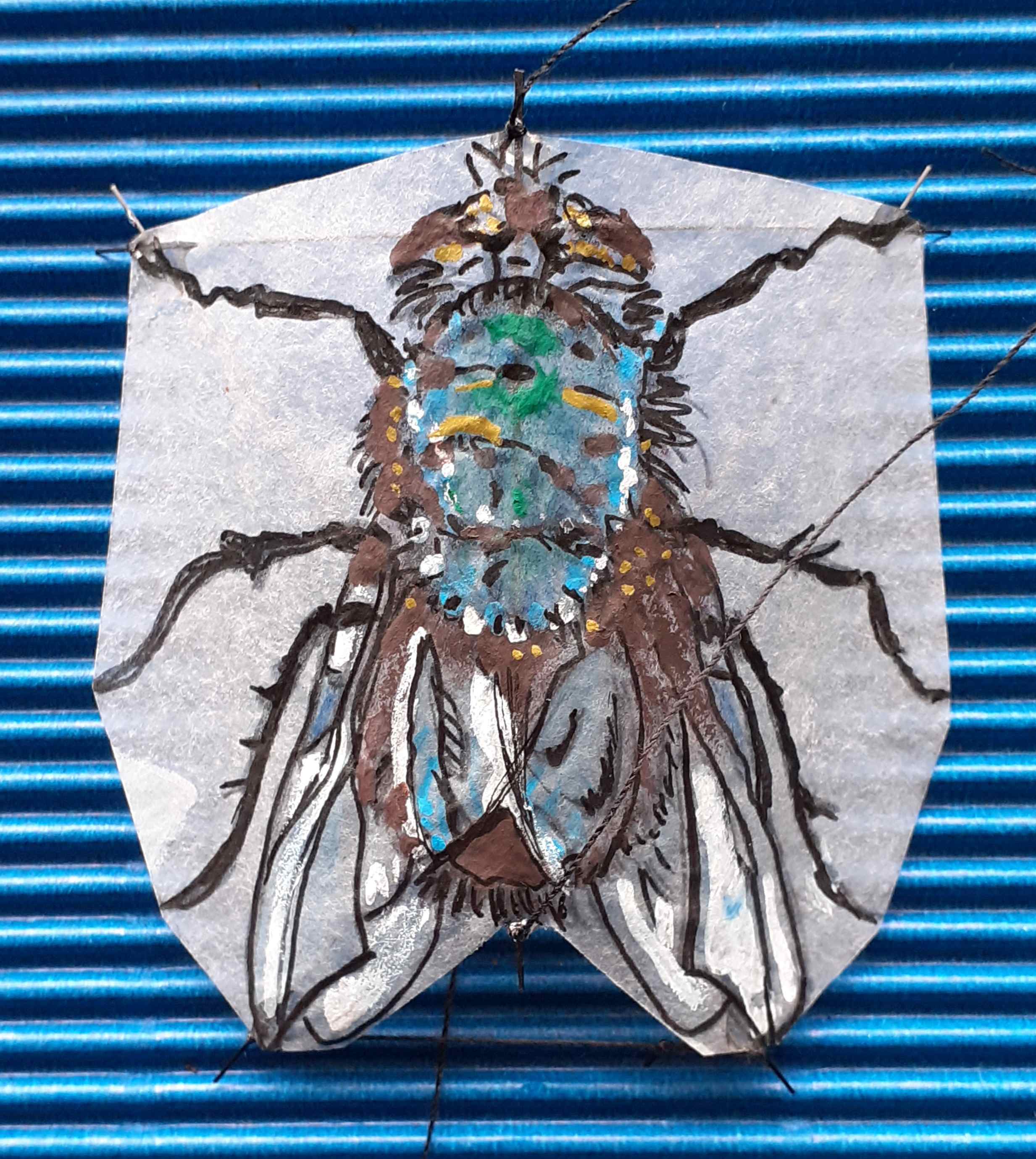 Kleine Fliege  [(BxH) 55 x 50 mm]