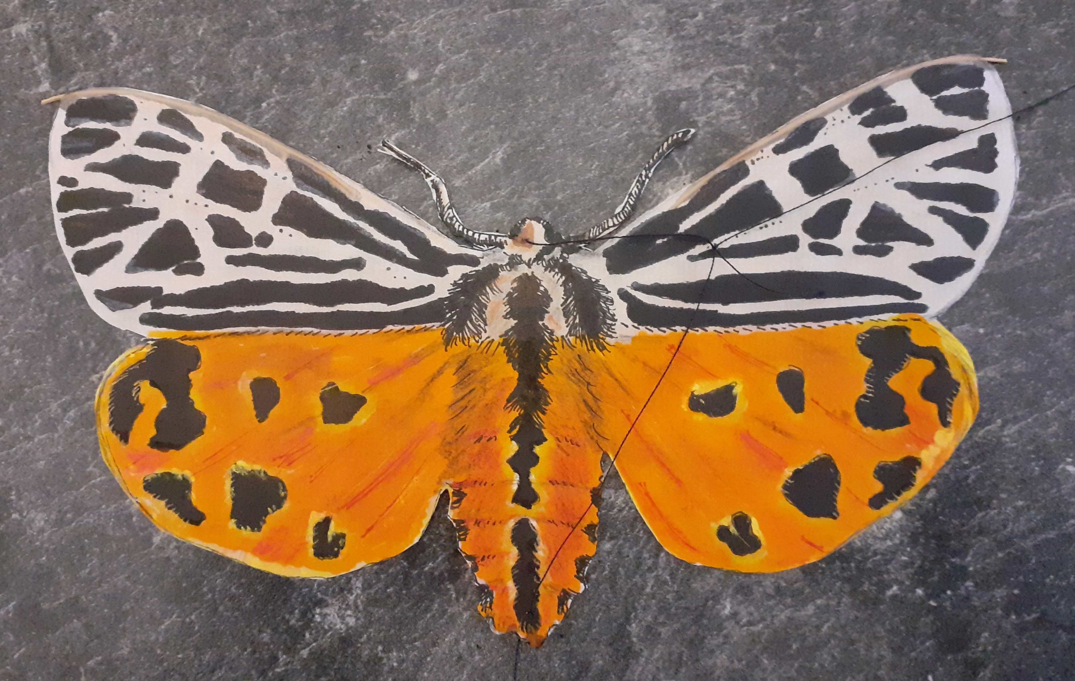 Falter [(BxH) 175 x 100 mm - incl. F�hler)]